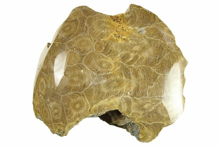 Polished Fossil Coral (Actinocyathus) Head - Morocco #276788
